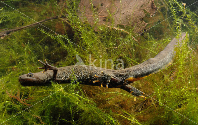 Kamsalamander (Triturus cristatus)