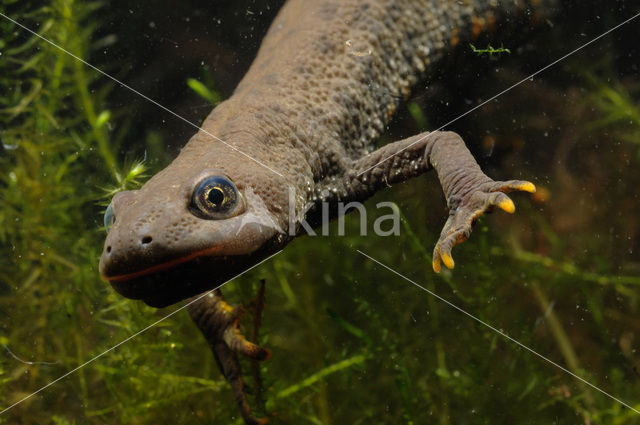 Kamsalamander (Triturus cristatus)