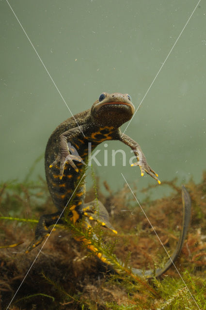 Kamsalamander (Triturus cristatus)