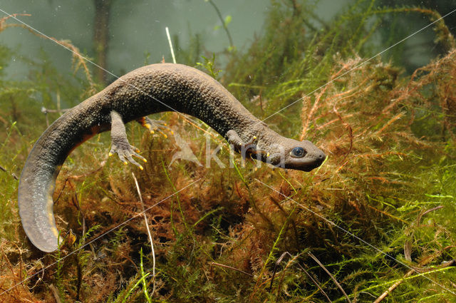 Kamsalamander (Triturus cristatus)