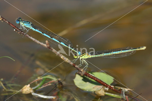 Damselfly (Erythromma lindenii)