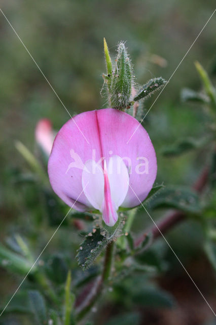 Spiny Restharrow (Ononis repens ssp. spinosa)