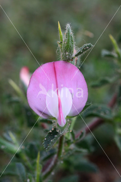 Kattendoorn (Ononis repens ssp. spinosa)