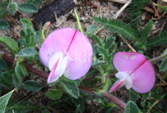 Spiny Restharrow (Ononis repens ssp. spinosa)