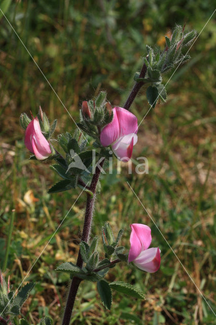 Spiny Restharrow (Ononis repens ssp. spinosa)