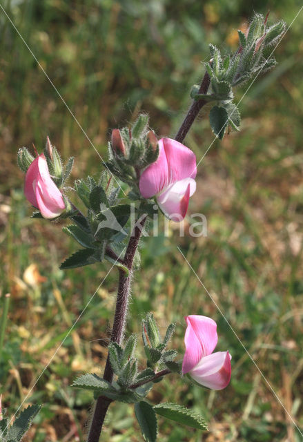 Spiny Restharrow (Ononis repens ssp. spinosa)