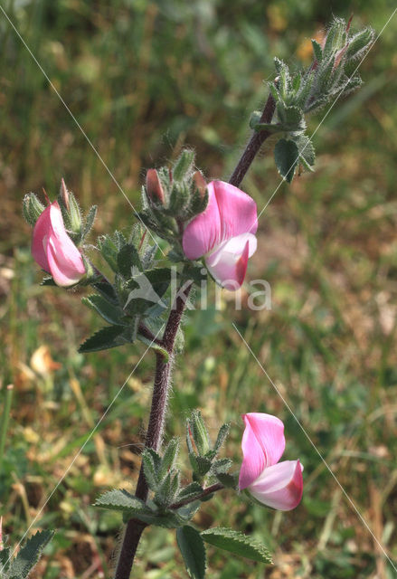 Kattendoorn (Ononis repens ssp. spinosa)