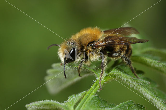 Kauwende metselbij (Osmia leaiana)