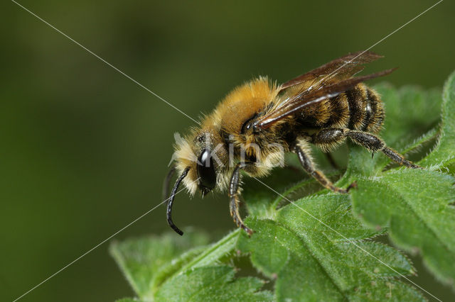 Kauwende metselbij (Osmia leaiana)