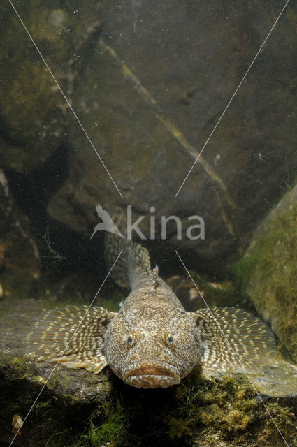 Kessler’s Grondel (Neogobius kessleri)