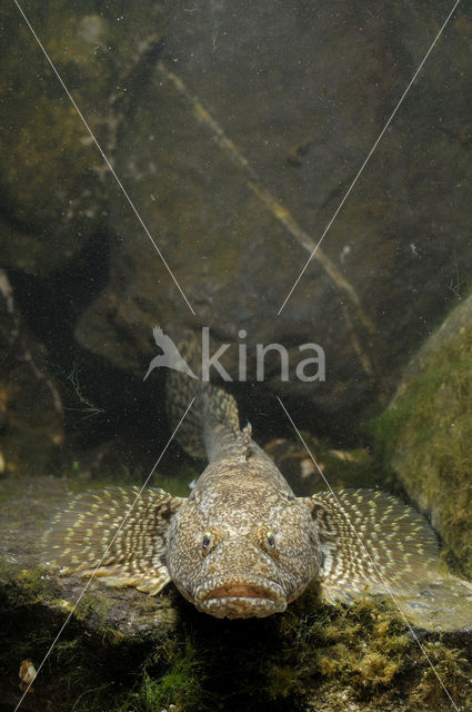 Bighead goby (Neogobius kessleri)