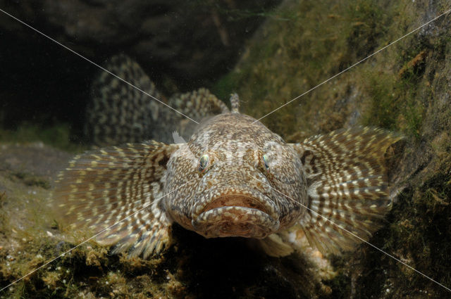 Bighead goby (Neogobius kessleri)