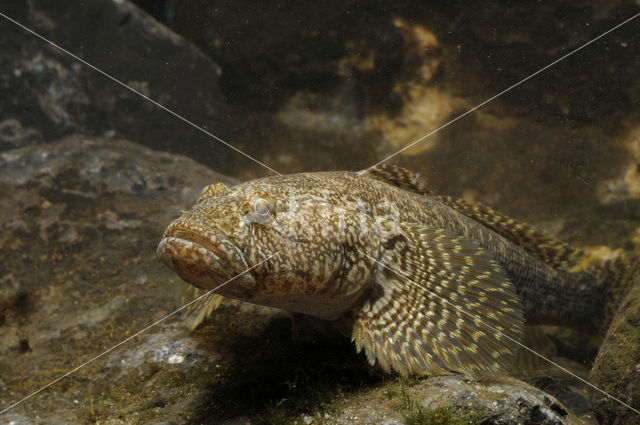 Bighead goby (Neogobius kessleri)