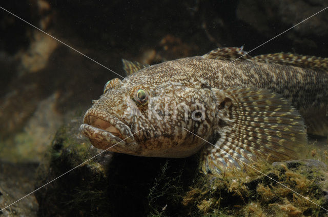 Bighead goby (Neogobius kessleri)