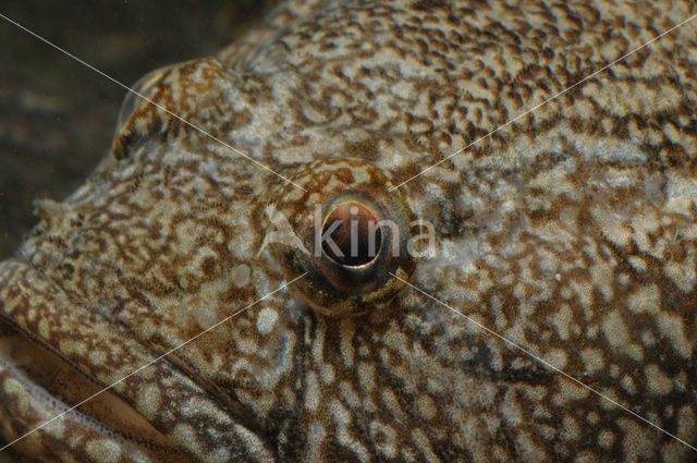 Bighead goby (Neogobius kessleri)