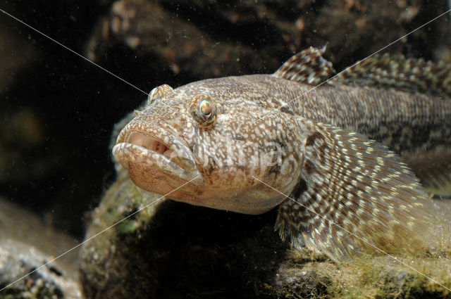 Bighead goby (Neogobius kessleri)