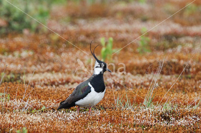 Kievit (Vanellus vanellus)