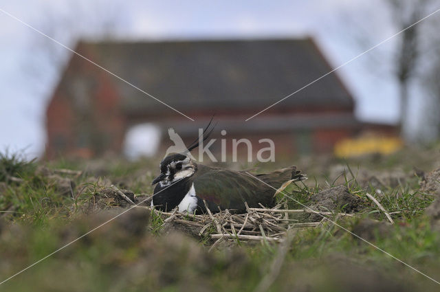 Lapwing (Vanellus vanellus)
