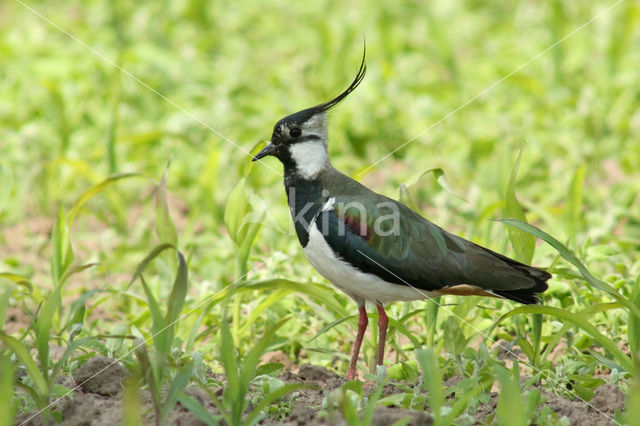 Kievit (Vanellus vanellus)