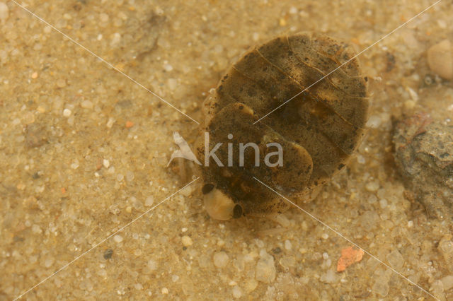 Aphelocheirus aestivalis