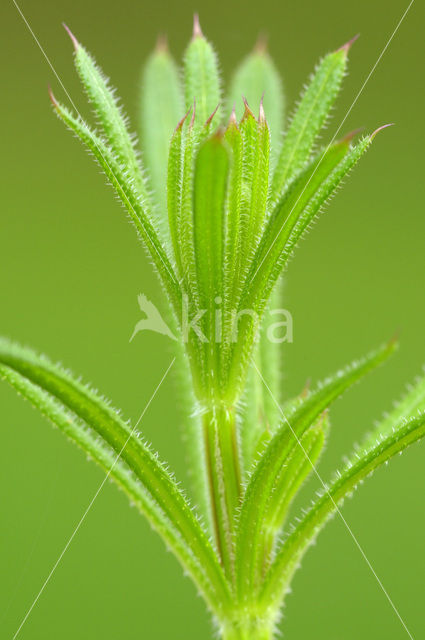 Cleavers (Galium aparine)