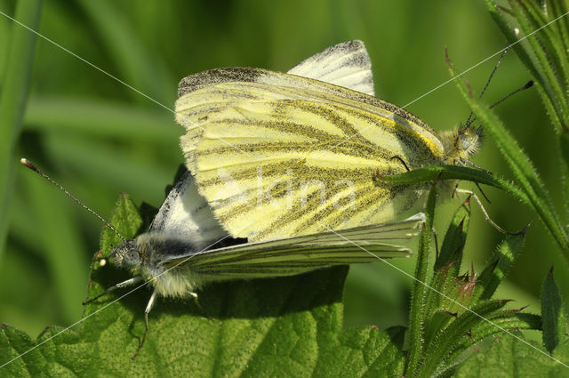 Klein geaderd witje (Pieris napi)