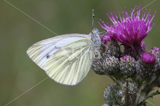 Klein geaderd witje (Pieris napi)