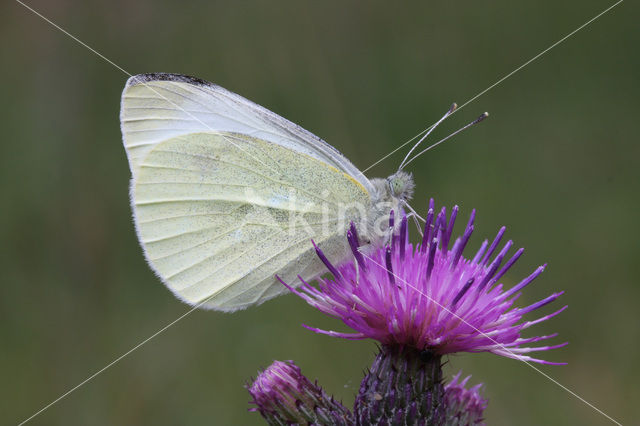 Klein koolwitje (Pieris rapae)