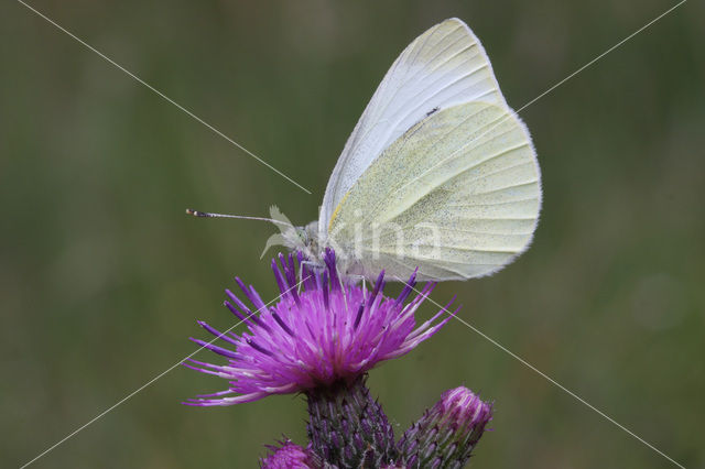 Klein koolwitje (Pieris rapae)