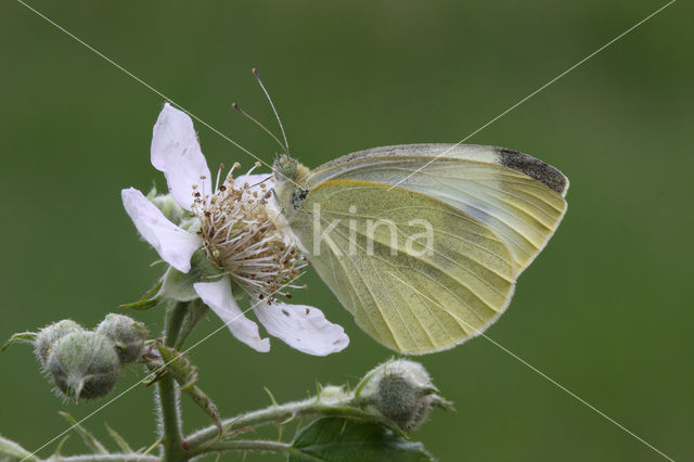 Klein koolwitje (Pieris rapae)