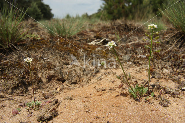 Klein tasjeskruid (Teesdalia nudicaulis)