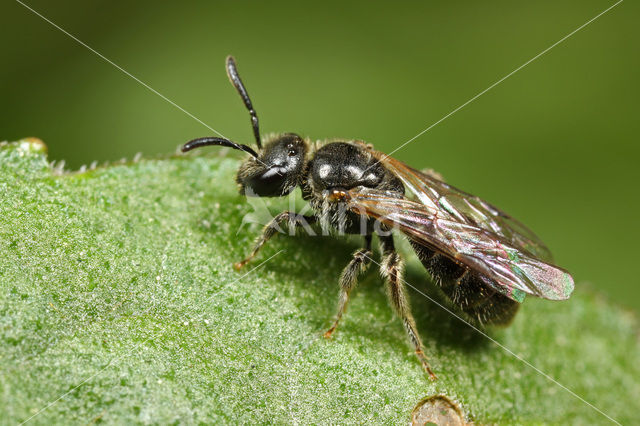 Kleine groefbij (Lasioglossum parvulum)