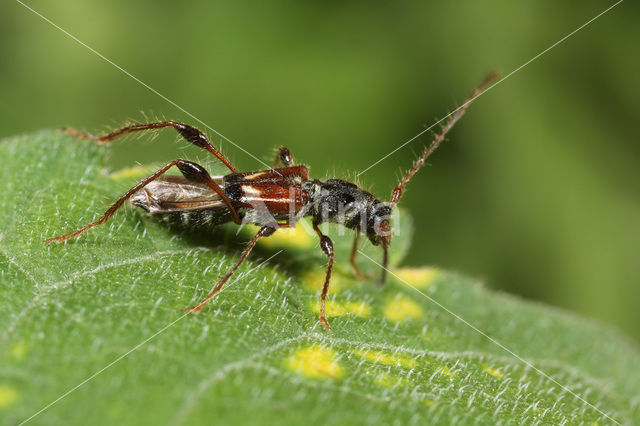 Kleine Kortschildbok (Molorchus minor)