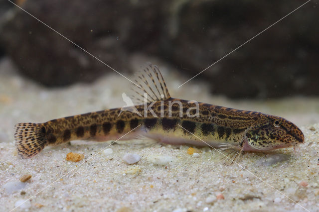 Spined Loach (Cobitis taenia)