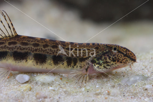 Kleine modderkruiper (Cobitis taenia)