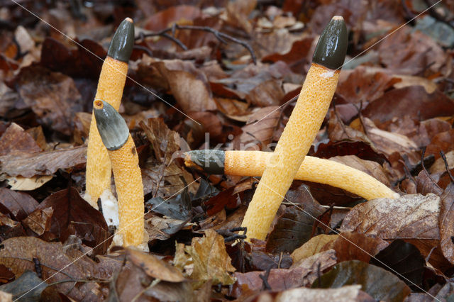 Dog Stinkhorn (Mutinus caninus)