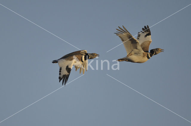 Little Bustard (Tetrax tetrax)