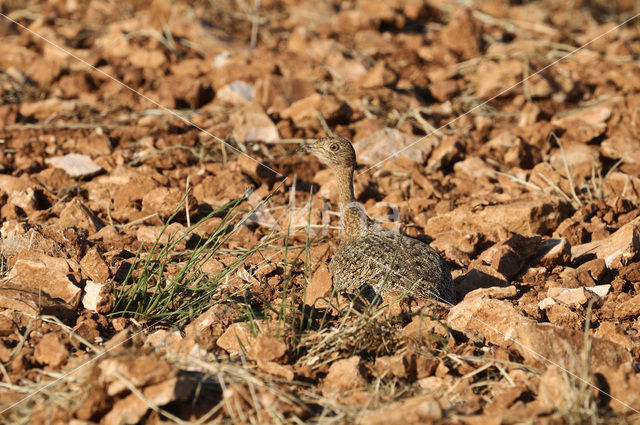 Little Bustard (Tetrax tetrax)