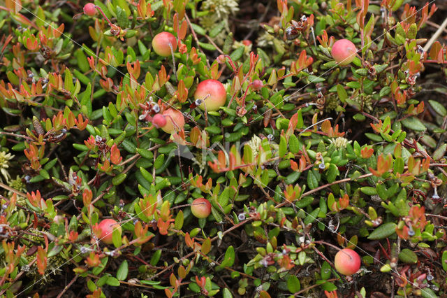 Kleine Veenbes (Vaccinium oxycoccos)