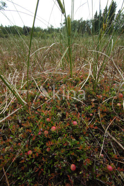 Kleine Veenbes (Vaccinium oxycoccos)