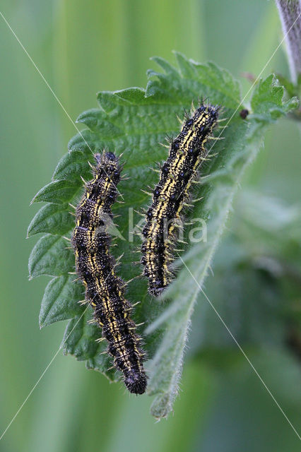 Kleine vos (Aglais urticae)