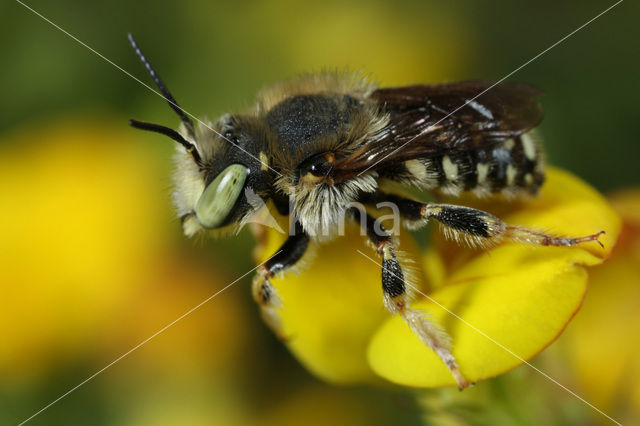 Kleine wolbij (Anthidium punctatum)