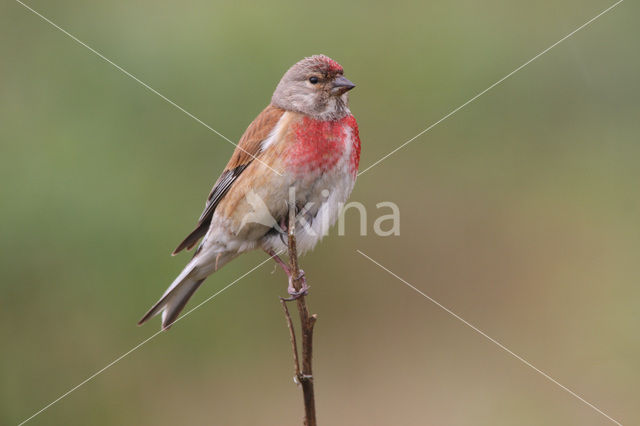 Eurasian Linnet (Carduelis cannabina)