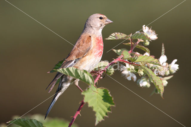 Kneu (Carduelis cannabina)