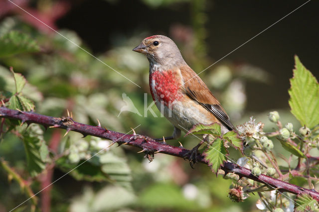 Eurasian Linnet (Carduelis cannabina)