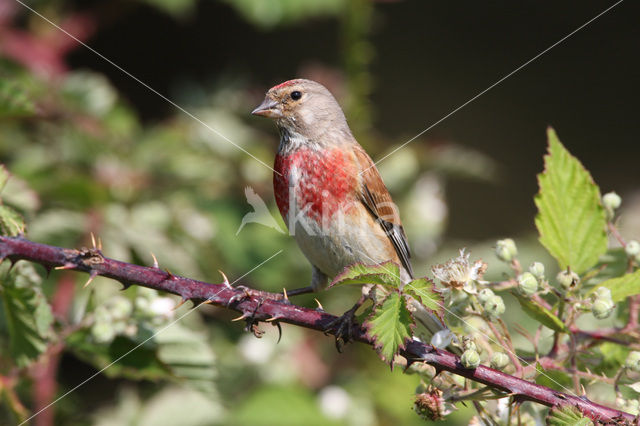 Eurasian Linnet (Carduelis cannabina)