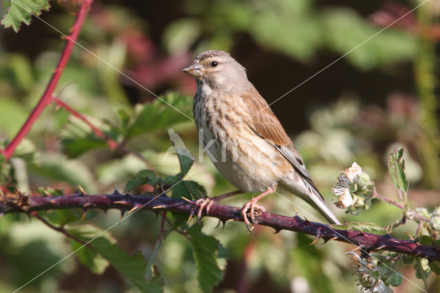 Eurasian Linnet (Carduelis cannabina)