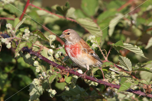 Eurasian Linnet (Carduelis cannabina)