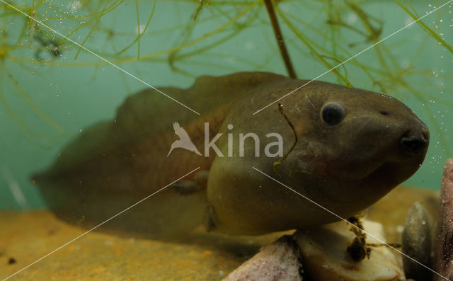 Common Spadefoot Toad (Pelobates fuscus)