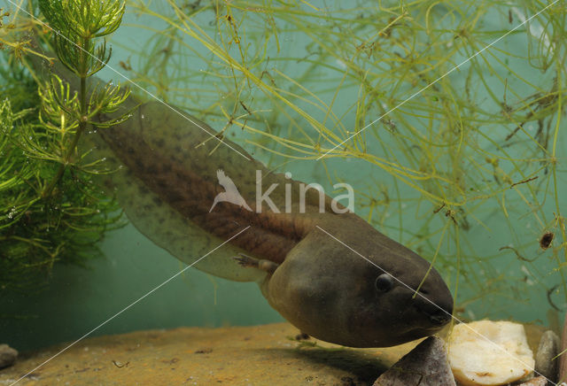 Knoflookpad (Pelobates fuscus)